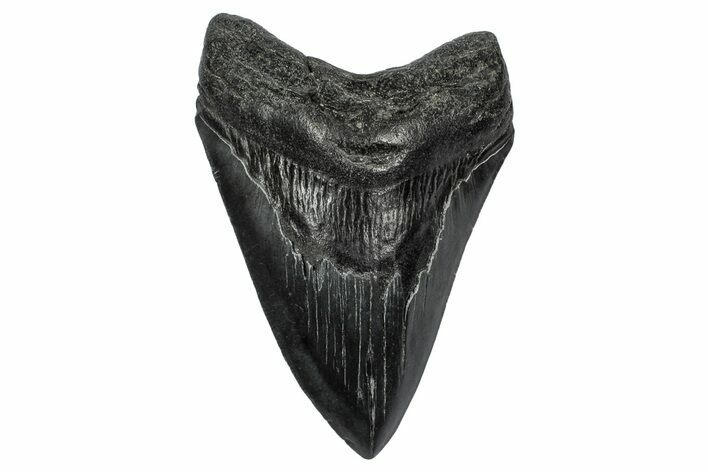 Fossil Megalodon Tooth - South Carolina #344640